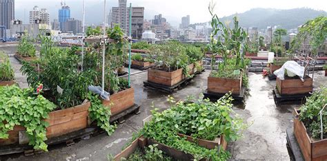 屋頂種樹|種對植物 享受屋頂花園與快樂農園